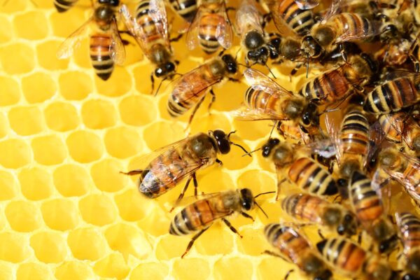 Projektu Zachraňte včely se daří. Ve společnosti ATJ Special jsme letos sklidili 22 kilo medu