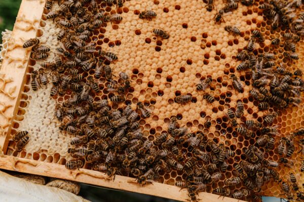 Projektu Zachraňte včely se daří. Ve společnosti ATJ Special jsme letos sklidili 22 kilo medu | HUTIRA voda